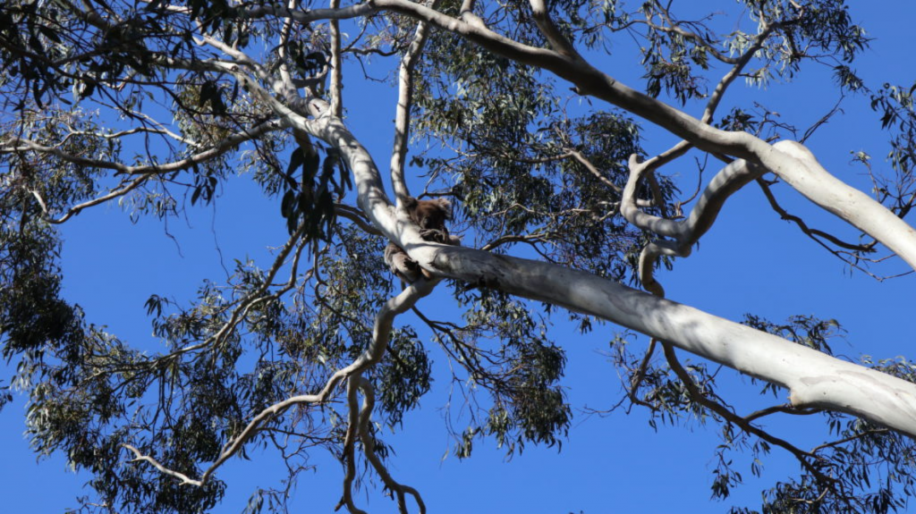 Koala im Belair Nationalpark